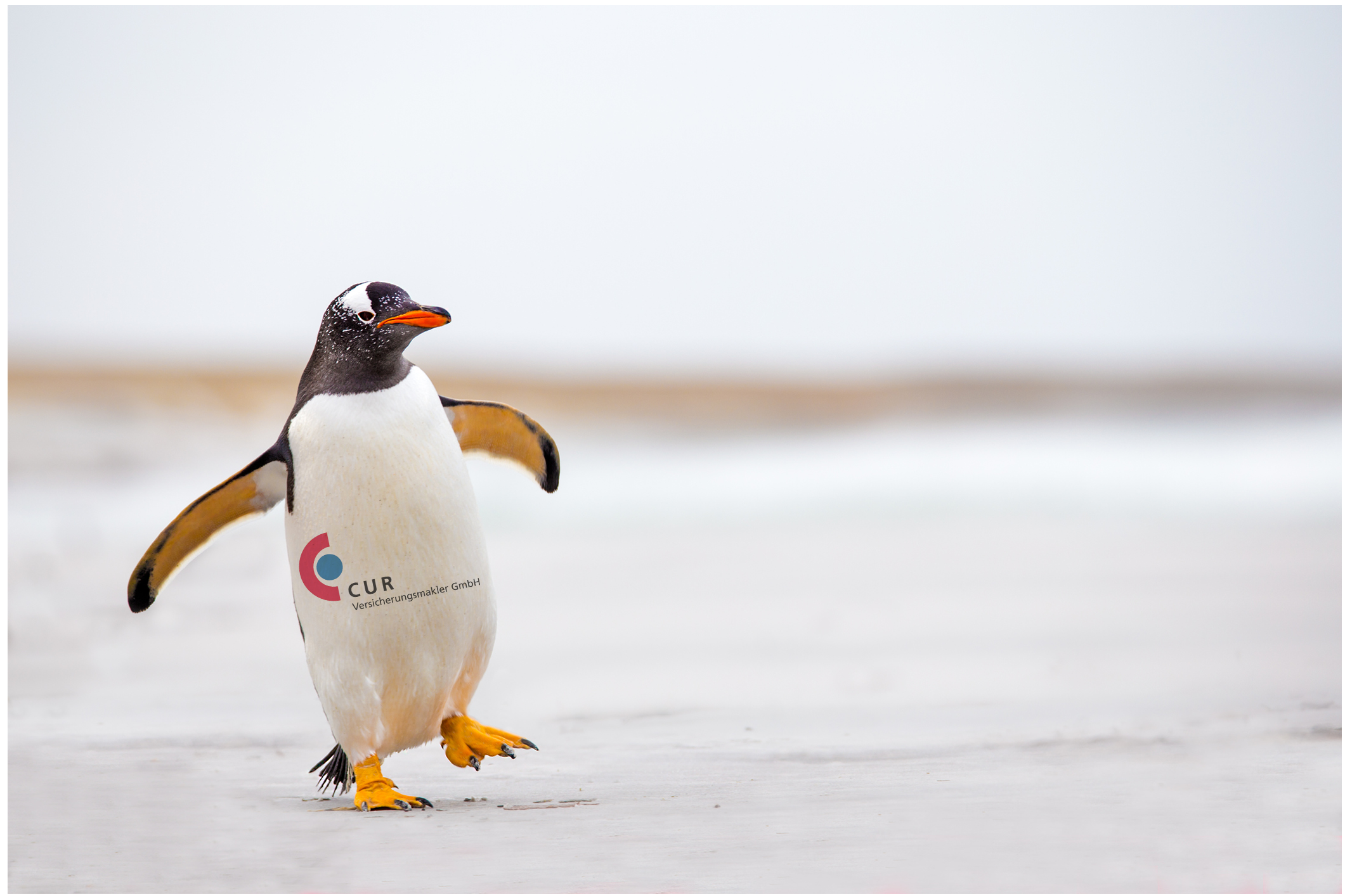Pinguin3